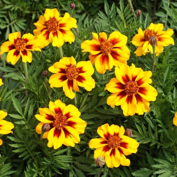 Heirloom Non-GMO Marigold Marietta Flower Seeds for Garden Planting – Bright Yellow-Red Blooms