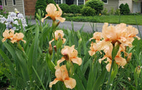 Many Mahalos Reblooming Bearded Iris Seeds