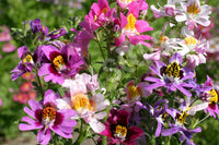 Schizanthus- Angel Wings Mixed