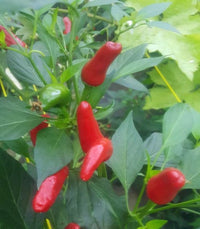 Chilli- Chao Tian Jiao