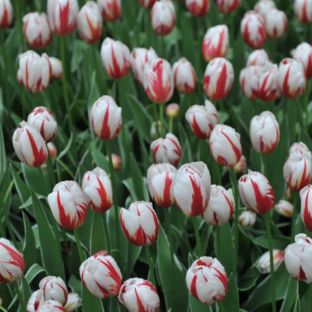 Carnaval de Rio Tulip Seeds