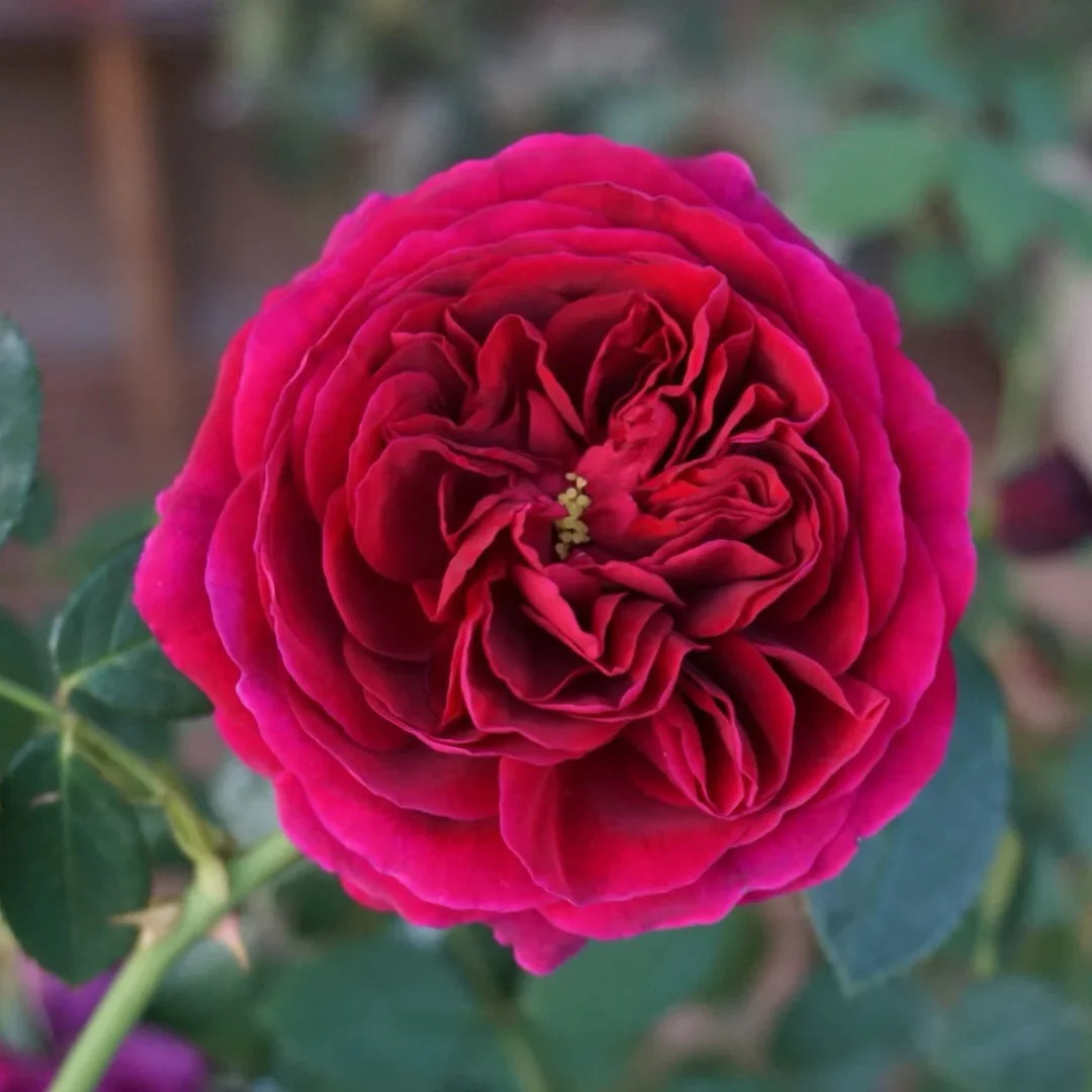 Rose- Falstaff