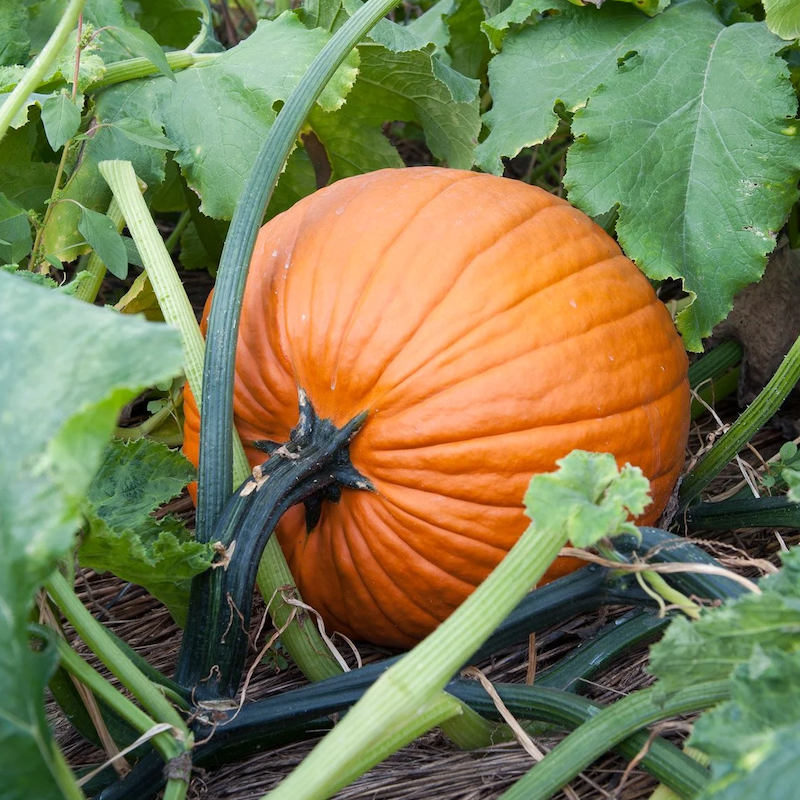 Racer Plus – Pumpkin Seed