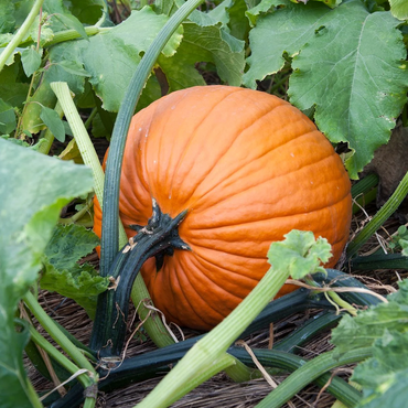 Racer Plus – Pumpkin Seed