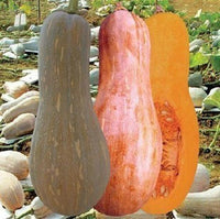 Featured Honey Pumpkin Seeds Organic Vegetable Seeds