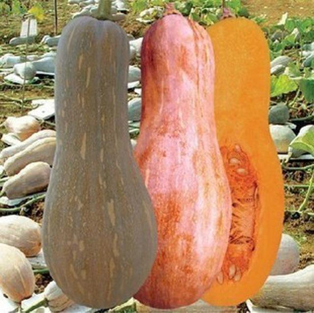 Featured Honey Pumpkin Seeds Organic Vegetable Seeds
