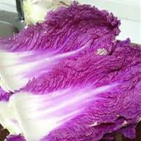 Featured vegetable Seeds imported from Korea purple purple cabba