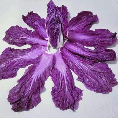 Featured vegetable Seeds imported from Korea purple purple cabba