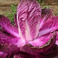 Featured vegetable Seeds imported from Korea purple purple cabba