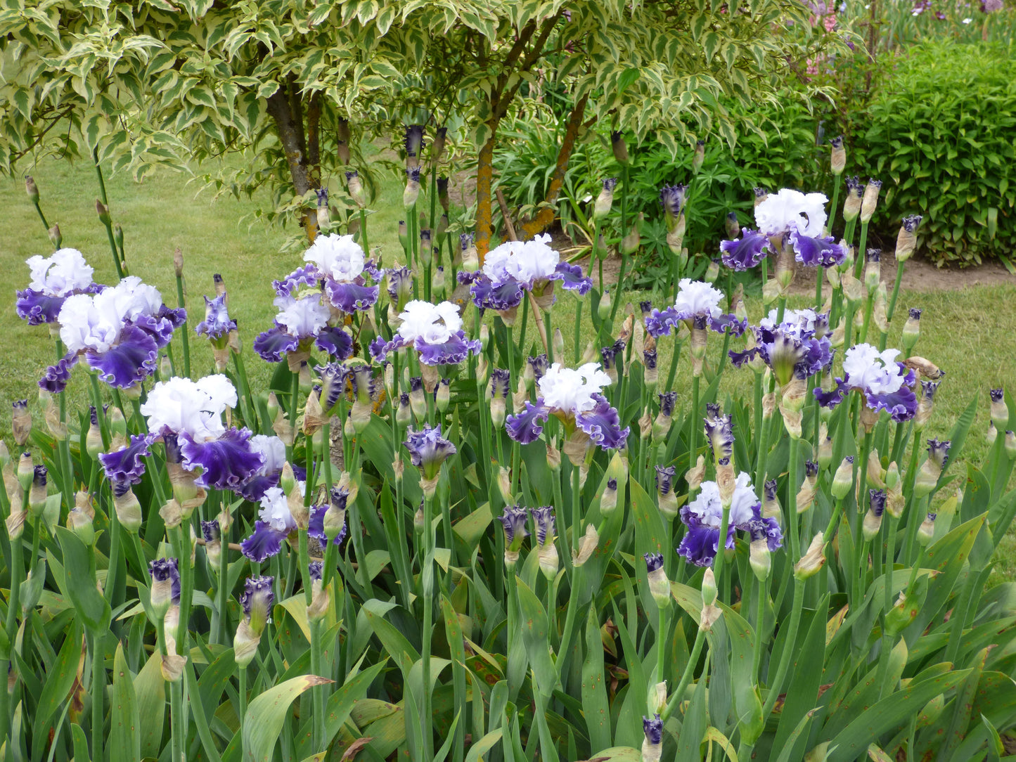 Feel the Thunder Bearded Iris Seeds