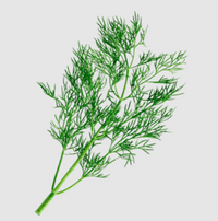 Fernleaf – Dill Seed