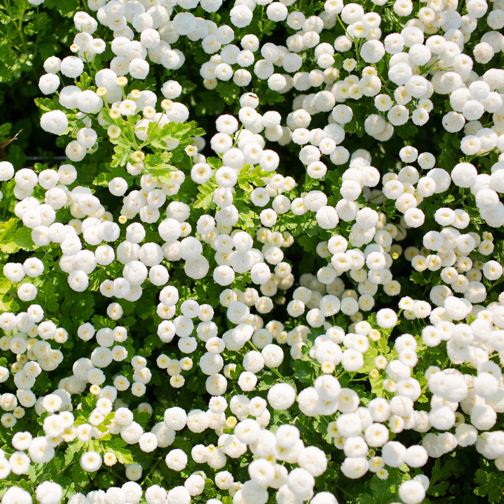 Feverfew- Snowball