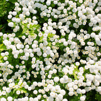 Feverfew- Snowball