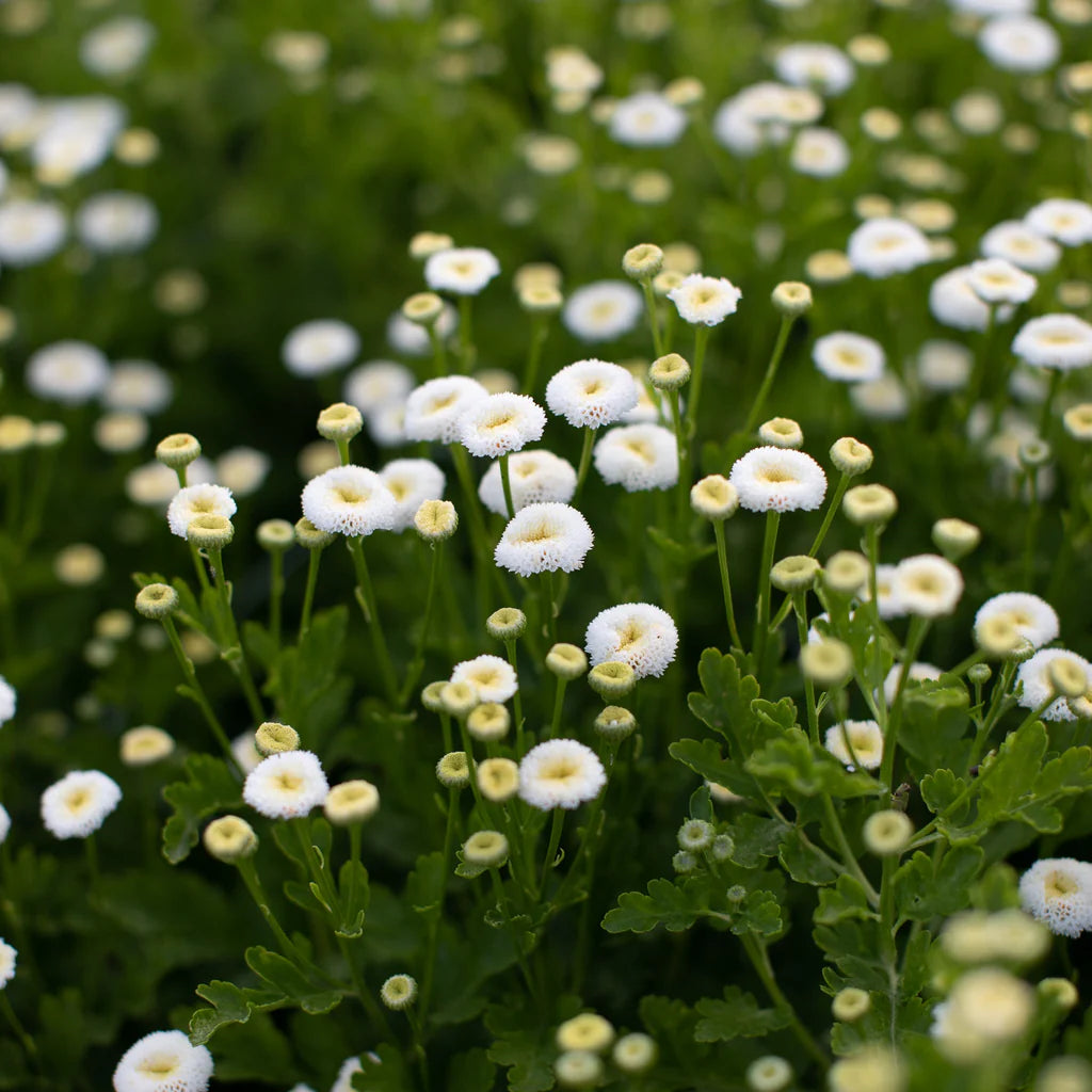 Feverfew- Snowball
