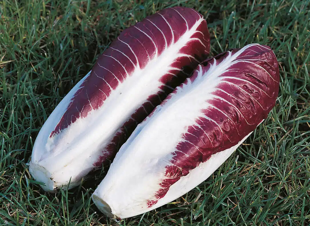 Fiero – Radicchio Seed