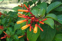 Heirloom Hamelia Patens Flower Seeds, Non-GMO Firebush Blooms for Hummingbird-Friendly Garden Planting