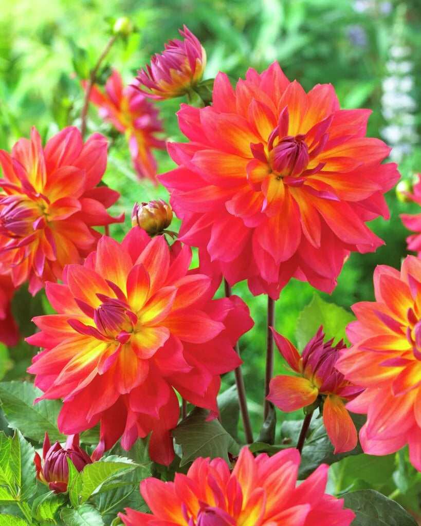 Firepot Dahlia