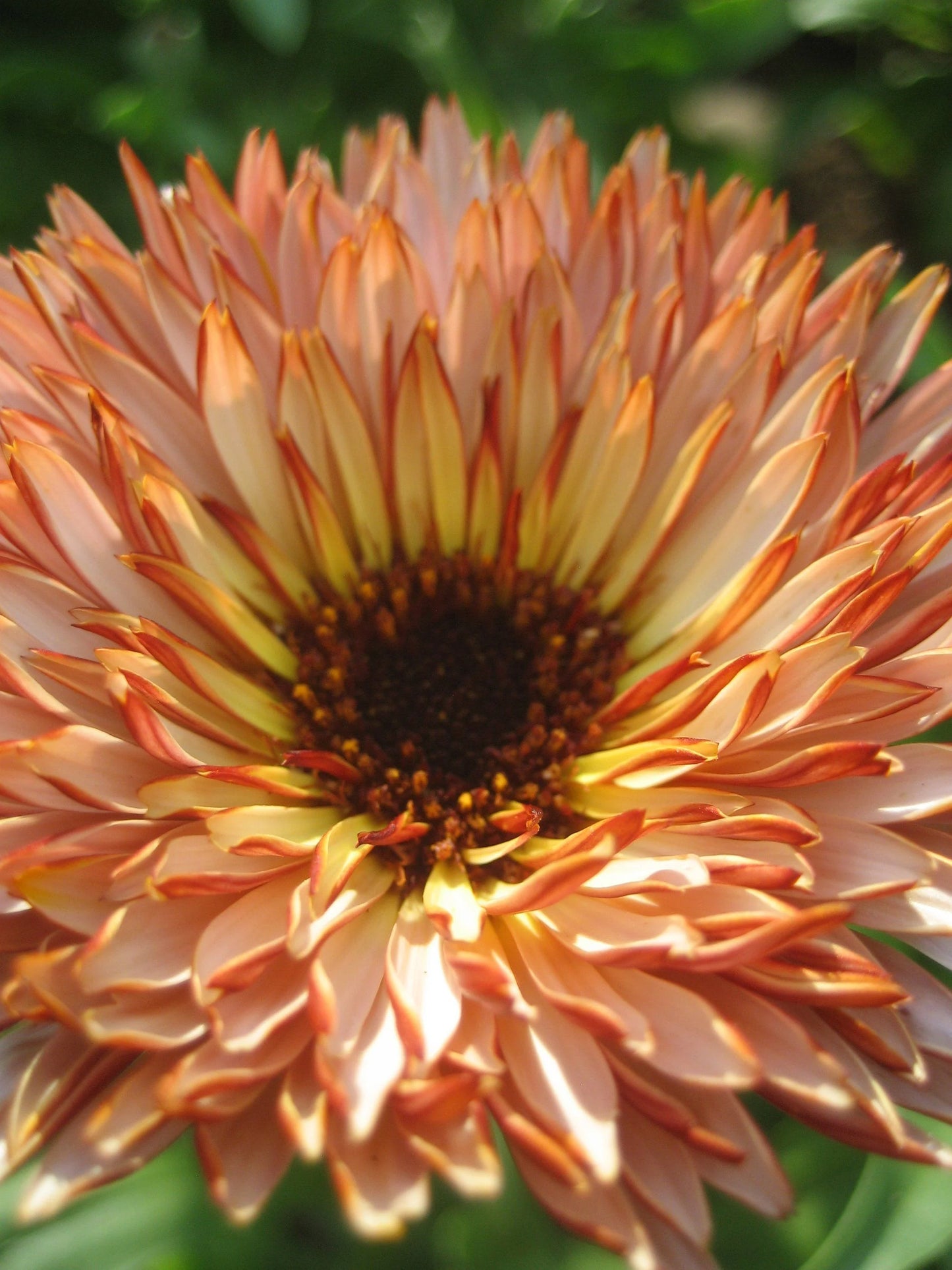 Flashback Mix – Organic Calendula Seed