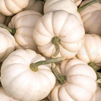 Flat White Boer Ford Pumpkin Seeds