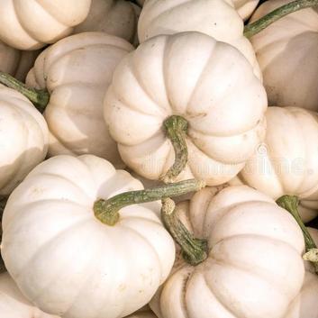 Flat White Boer Ford Pumpkin Seeds