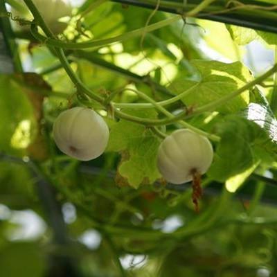 Flat White Boer Ford Pumpkin Seeds