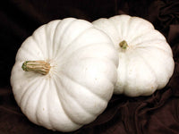 Flat White Boer Ford Pumpkin Seeds