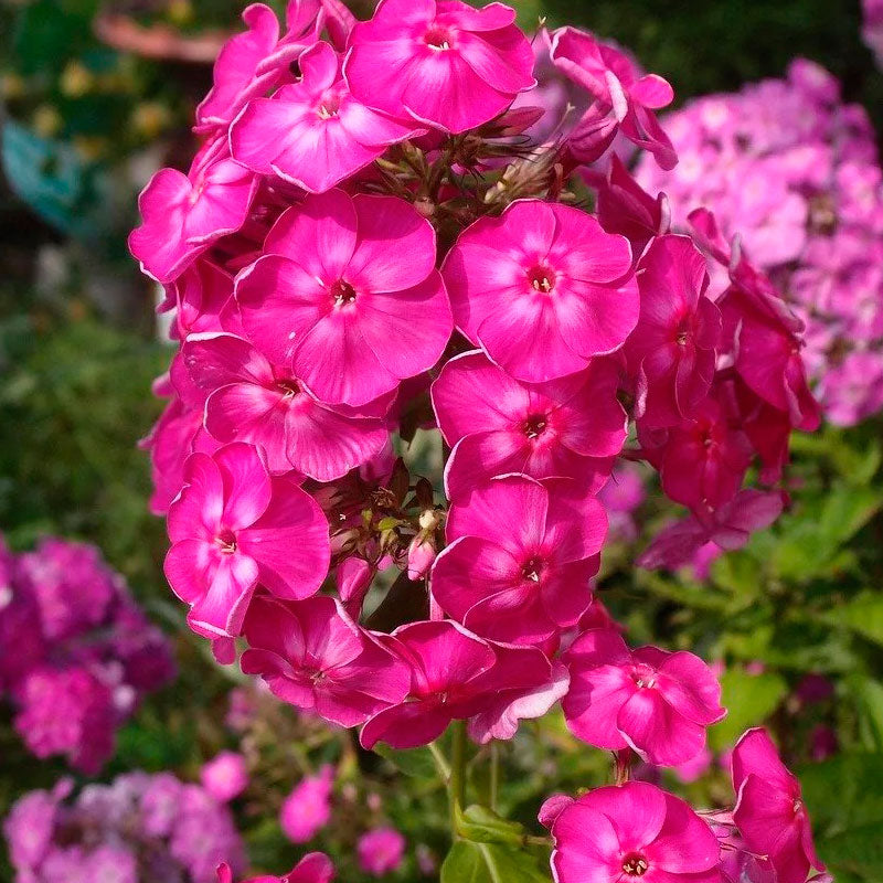 Primadonna Bambini Phlox