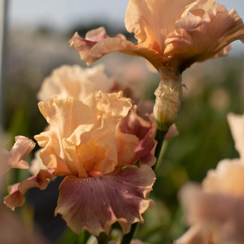 Entitled Bearded Iris Seeds