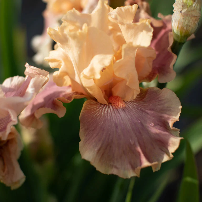 Entitled Bearded Iris Seeds