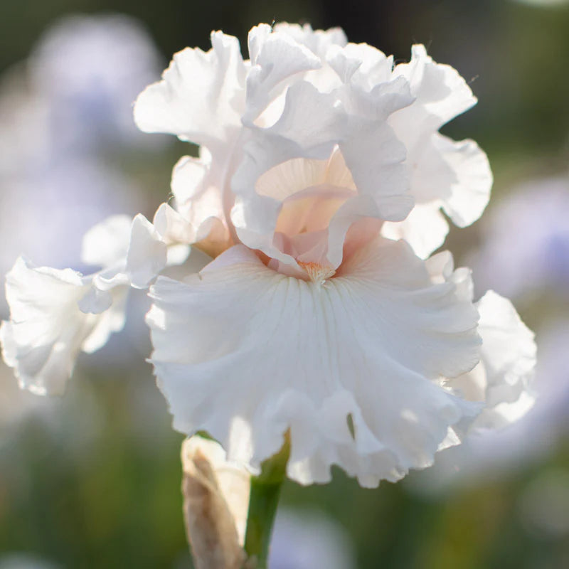 Head Over Heels Bearded Iris Seeds