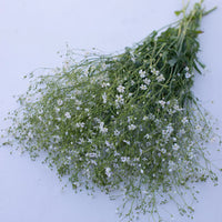 Covent Garden Market – Gypsophila Seed