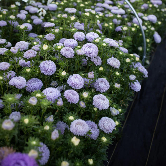 Lady Coral Lavender – China Aster Seed