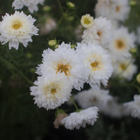 Double Click Snow Puff – Cosmos Seed