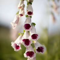 Pam’s Choice – Digitalis Seed