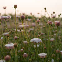 Lacy Pink – Didiscus Seed
