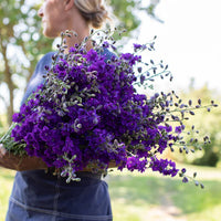 Galilee Blue – Organic Larkspur Seed