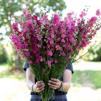 QIS? Carmine – Larkspur Seed