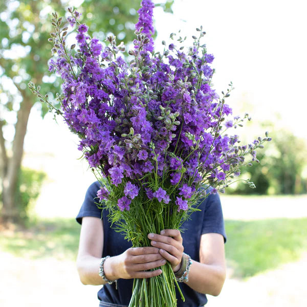 Galilee Lilac – Organic Larkspur Seed