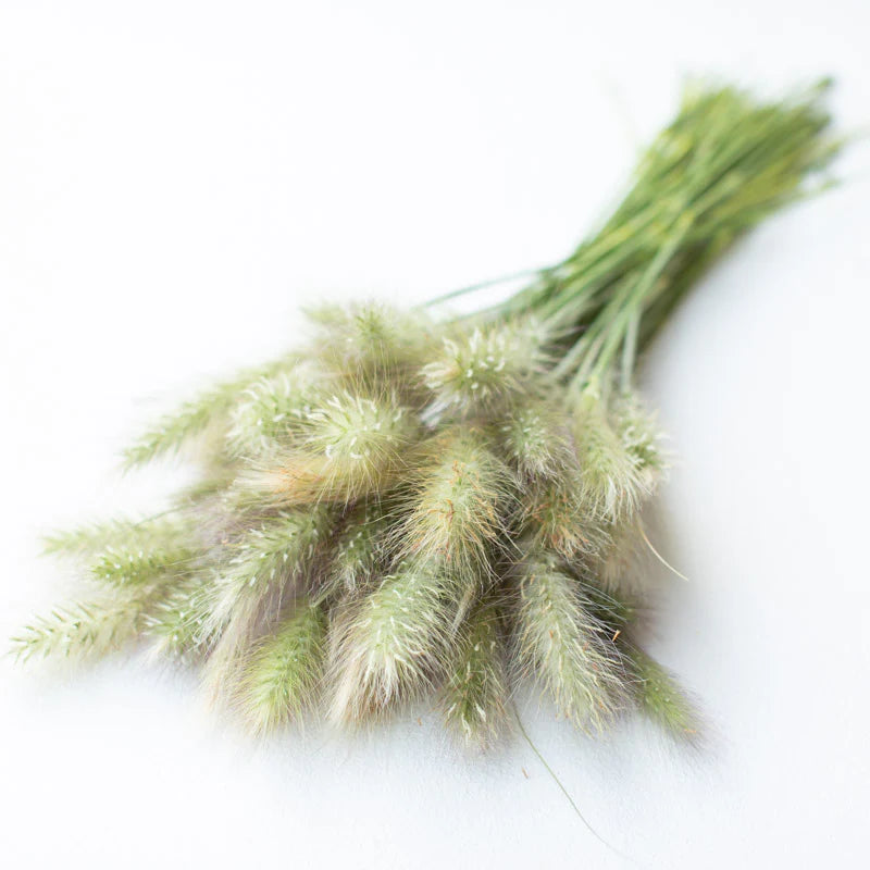 Feathertop – Ornamental Grass Seed
