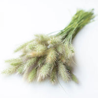 Feathertop – Ornamental Grass Seed