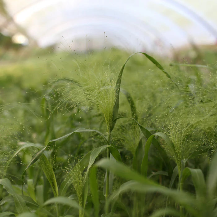 Frosted Explosion – Ornamental Grass Seed