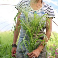 Frosted Explosion – Ornamental Grass Seed