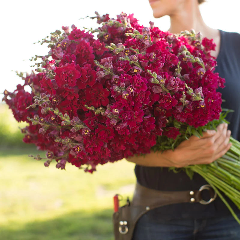 Madame Butterfly Red – Snapdragon Seed