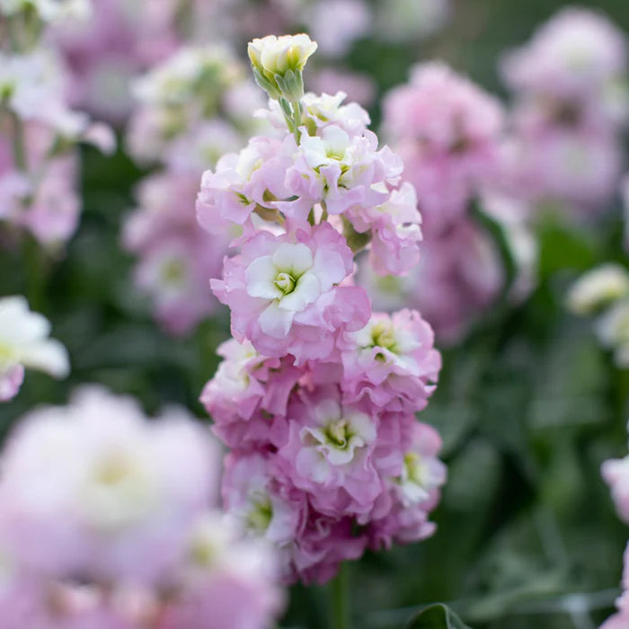 Light Pink Matthiola Flower Seeds for planting in home garden