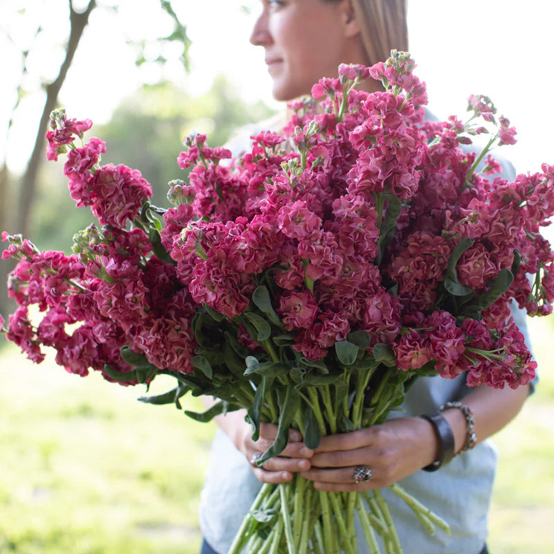 Vintage Brown – Stock Seed