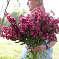 Vintage Brown – Stock Seed