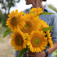 Heirloom Non-GMO Sunrich Gold Sunflower Seeds for Planting – Bright, Pollen-Free Blooms for Cutting Gardens