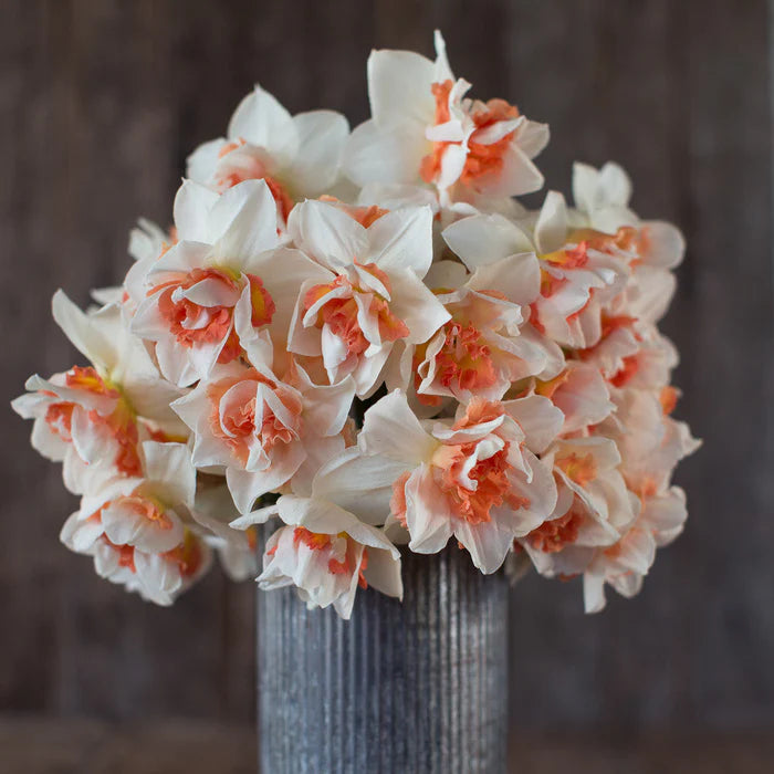 Replete – Narcissus