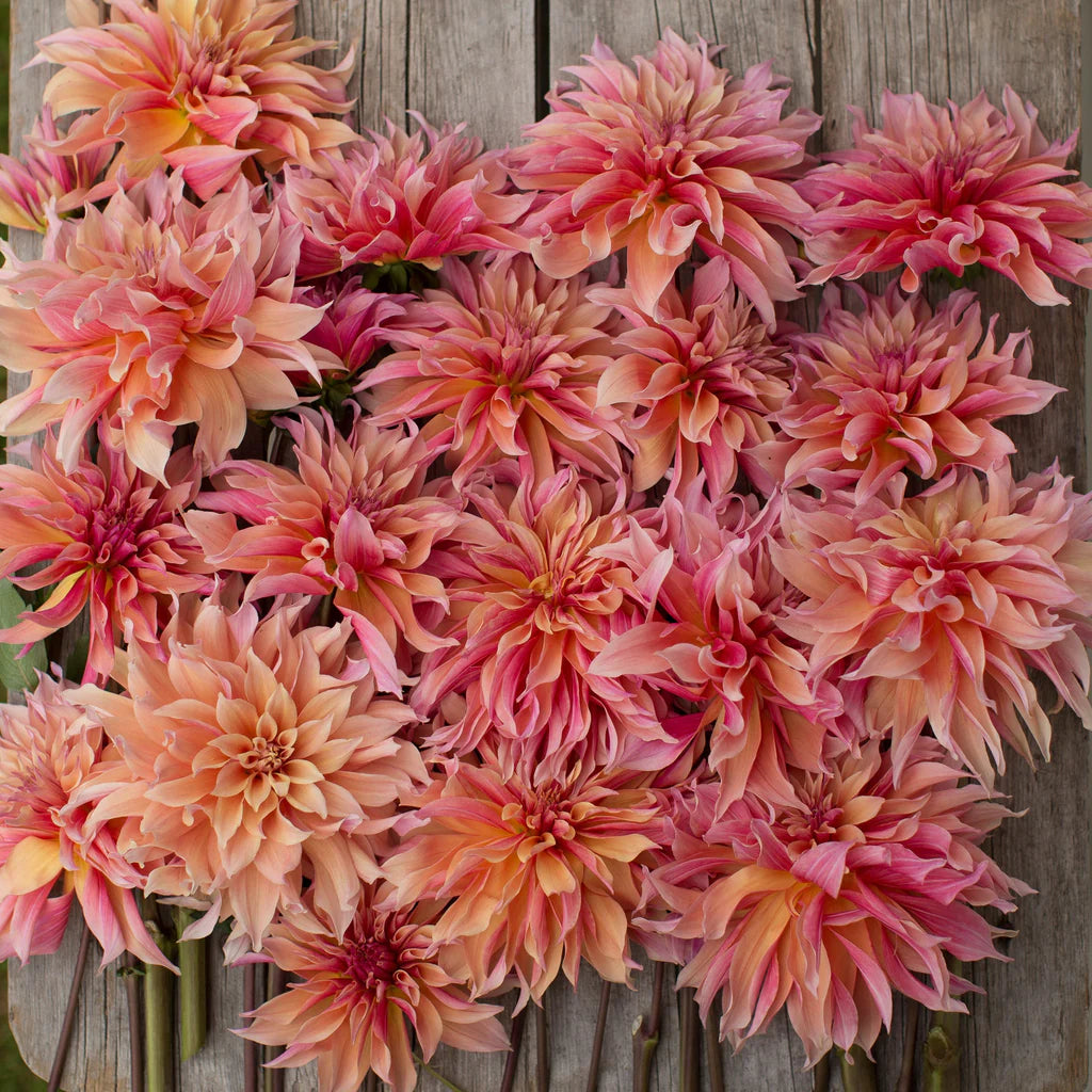 Labyrinth Dahlia