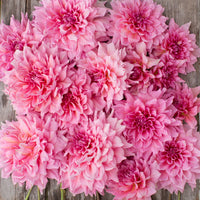 Otto's Thrill Dahlia